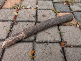 a branch on a brick floor