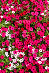 Background of red-white petunia flowers together with green leaves.