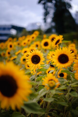 viele Sonnenblumen im Feld