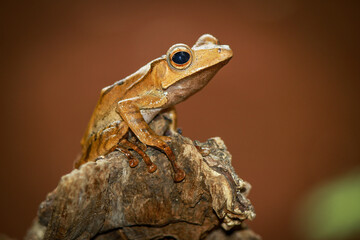 Eared tree frog on the wood