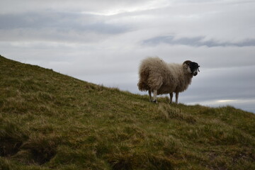 Sheep in Skye