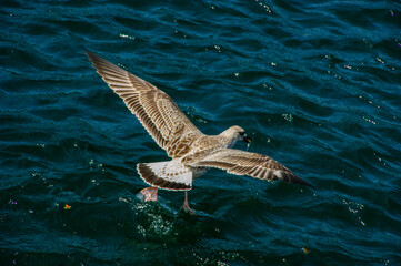 seagull in flight