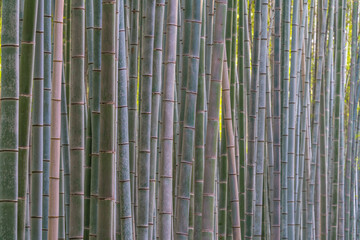 Bamboo forest at Arashiyama in Kyoto Japan