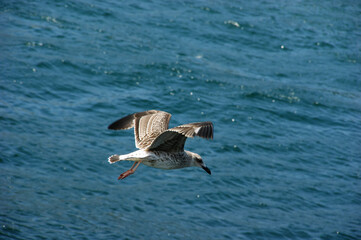 seagull in flight