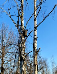 Old birdhouse on birch and blue sky