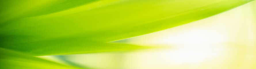 Nature of green leaf in garden at summer. Natural green leaves plants using as spring background cover page greenery environment ecology wallpaper