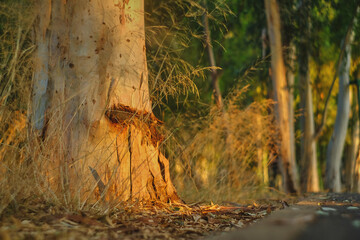 Sunset in the forest