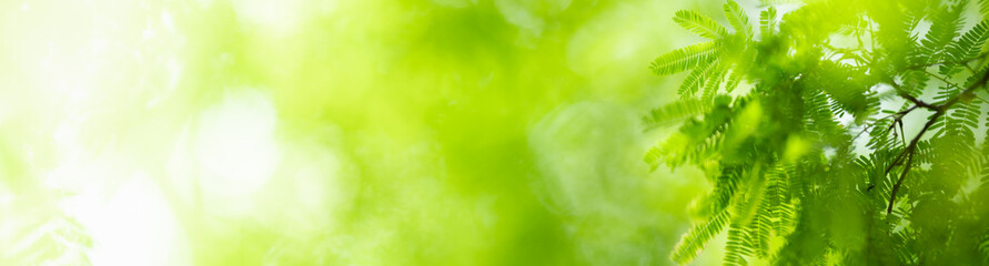 Nature of green leaf in garden at summer. Natural green leaves plants using as spring background cover page greenery environment ecology wallpaper