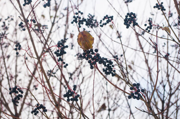 black berries on branches in winter Park pattern background abstract Wallpaper detail winter 2016