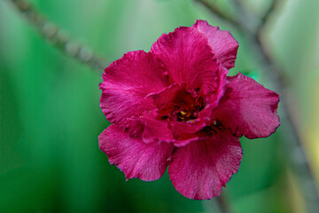 violet adenium flower obesum desert rose blooming