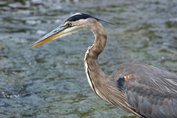 Close up of blue heron hunting fish in a river