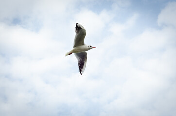 seagull in the sky