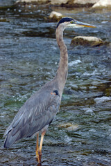 Full body portrait of blue heron standing in a river