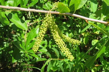 Green plant on a branch in the garden