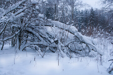 Fototapeta premium winter forest nature Butovsky forest Park Moscow fairy tale Wallpaper background beauty winter snow 2013