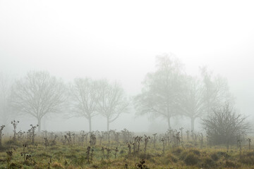 Ghostly trees in mist and fog in distance distance feeling lost and without hope