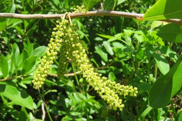 Green plant in the garden on natural background