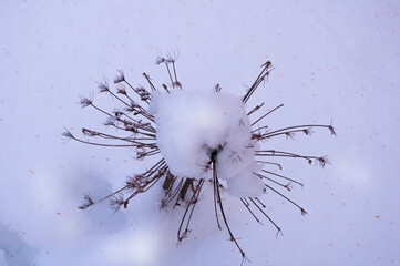 winter chrysanthemum snow Hogweed winter forest fairy tale 2013