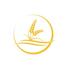 Fototapeta na wymiar Wheat logo template and grain spikes icons design