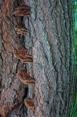 mushrooms on an old tree tinder bark texture pattern Wallpaper background nature beauty Park Moscow August 2016
