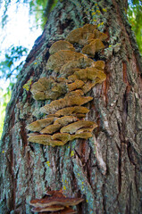 mushrooms on an old tree tinder bark texture pattern Wallpaper background nature beauty Park Moscow August 2016