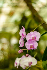 Naklejka na ściany i meble Pink orchid close up in a green background, Kuching Sarawak.