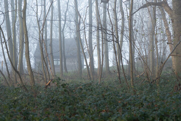Obraz premium Scary house in forest through mist and fog with ghostly trees feeling lost