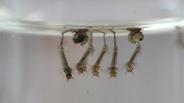 The birth of a mosquito. Mosquito larvae development.