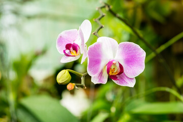 Fototapeta na wymiar Pink and white orchids, Kuching Sarawak.