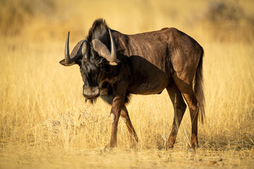 Black wildebeest walks through grass in sunshine