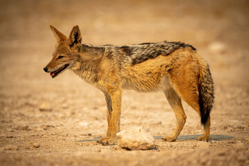 Black-backed jackal stands in profile on gravel