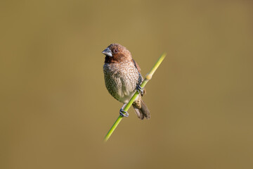 Scaly-Breasted Munia perching on grass stalk