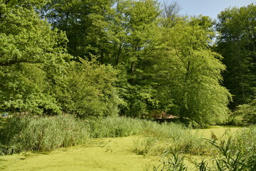 L'étang des Enfants Noyés couvert partiellement de micro-organismes verts en pleine forêt de Soignes à Watermael-Boitsfort 
