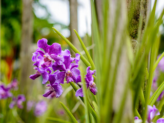 Purple orchids at the back of leaves, Kuching Sarawak.