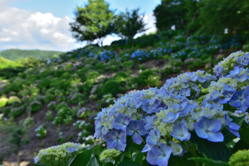 アジサイのある風景