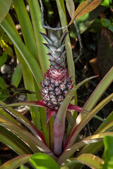 Obraz premium Young pineaple ripening in the warm sun on Seychells.