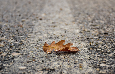 Details on autumn leafs in Meteora, Greece