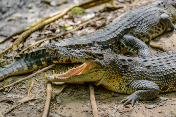 Closeup Image Crocodile