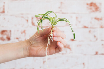 Chlorophytum comosum - Spider Plant Cutting with roots held in female hand against red brick...