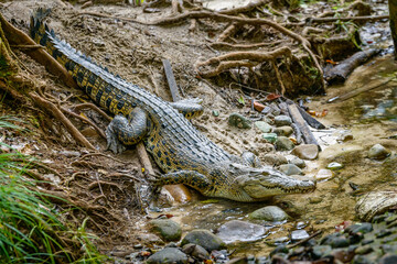 Crocodile resting.