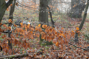 Orange autumn beech leaves on branch in winter with rain and mist in forest 