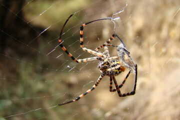 Banded Garden Spider (Argiope trifasciata) with a prey