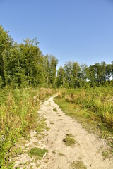 Fototapeta na wymiar Chemin de randonnée entre les étangs des Enfants Noyés et le parc Tournay-Solvay en forêt de Soignes à Watermael-Boitsfort