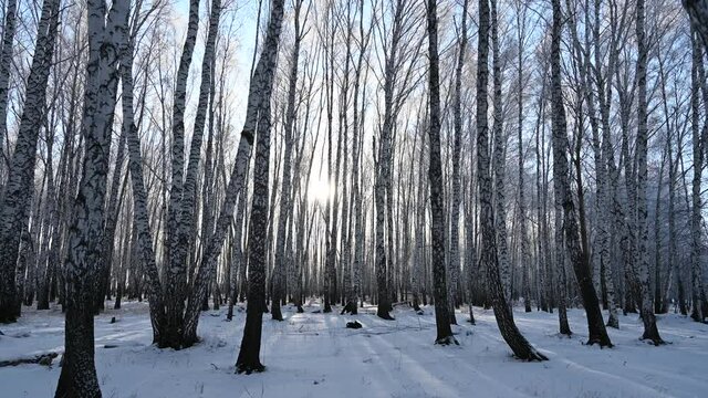 winter forest in the morning, walking in a winter birch forest