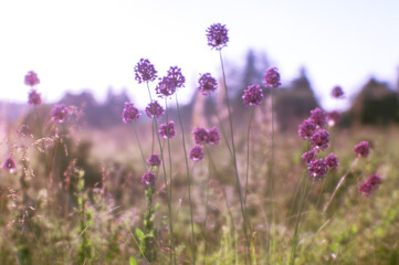Blurred natural background of lush flowering meadow in the natural Sunny haze of morning with wild garlic flowers in the foreground.
