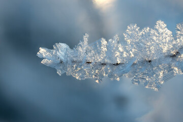 Frost in cold weather on plants in close-up.