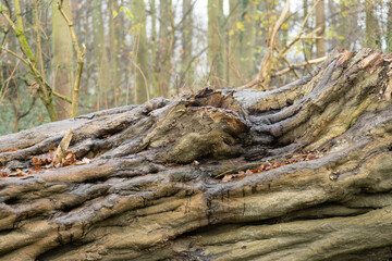 Huge fallen wet tree trunk with textured bark in forest in winter mist and fog