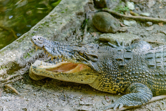 Closeup Image Crocodile