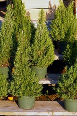 View of rosemary trees for Christmas