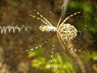 Lobed Argiope (Argiope lobata)